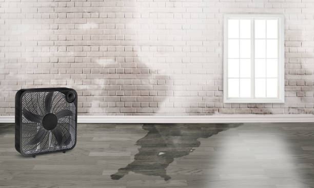 Best Mold removal after water damage  in Lexington Park, MD